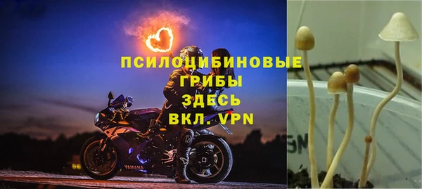 прущие грибы Дмитриев